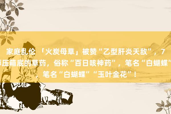 家庭乱伦 「火炭母草」被赞“乙型肝炎天敌”，70多万中医药师压箱底的草药，俗称“百日咳神药”，笔名“白蝴蝶”“玉叶金花”！